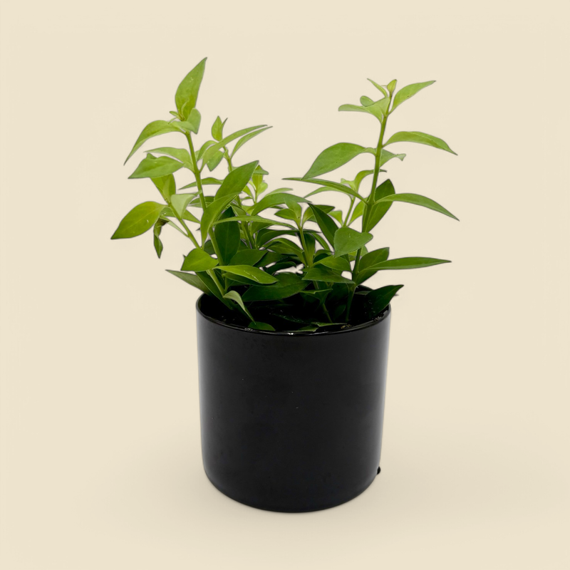 AESCHYNANTHUS ‘PURPLE STAR’ (purple star lipstick plant) 4”