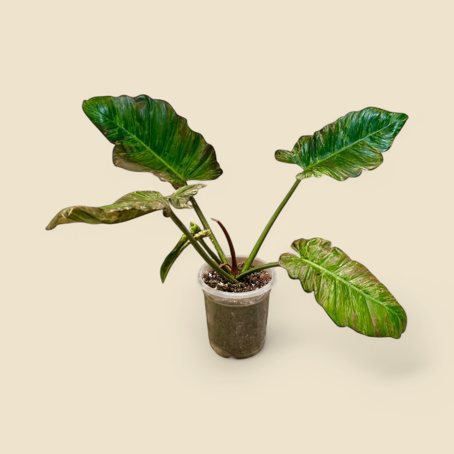 PHILODENDRON ‘JUNGLE FEVER’ (spotted leaf philodendron) 7”