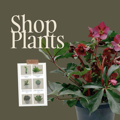 PLANTS