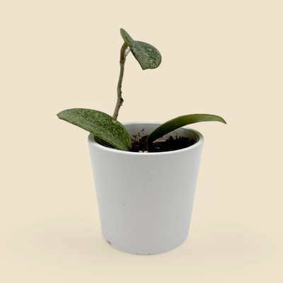 HOYA CARNOSA ‘NOVA GHOST’ (carnosa nova ghost) 2”