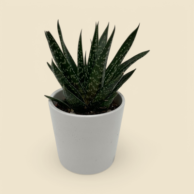 HAWORTHIA ‘ROYAL HIGHNESS’ 2”