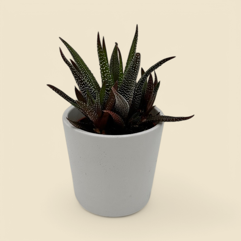 HAWORTHIOPSIS FASCIATA (zebra plant) 2”