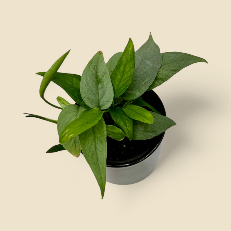 EPIPREMNUM PINNATUM ‘CEBU BLUE’ (Cebu Blue pothos) 4”
