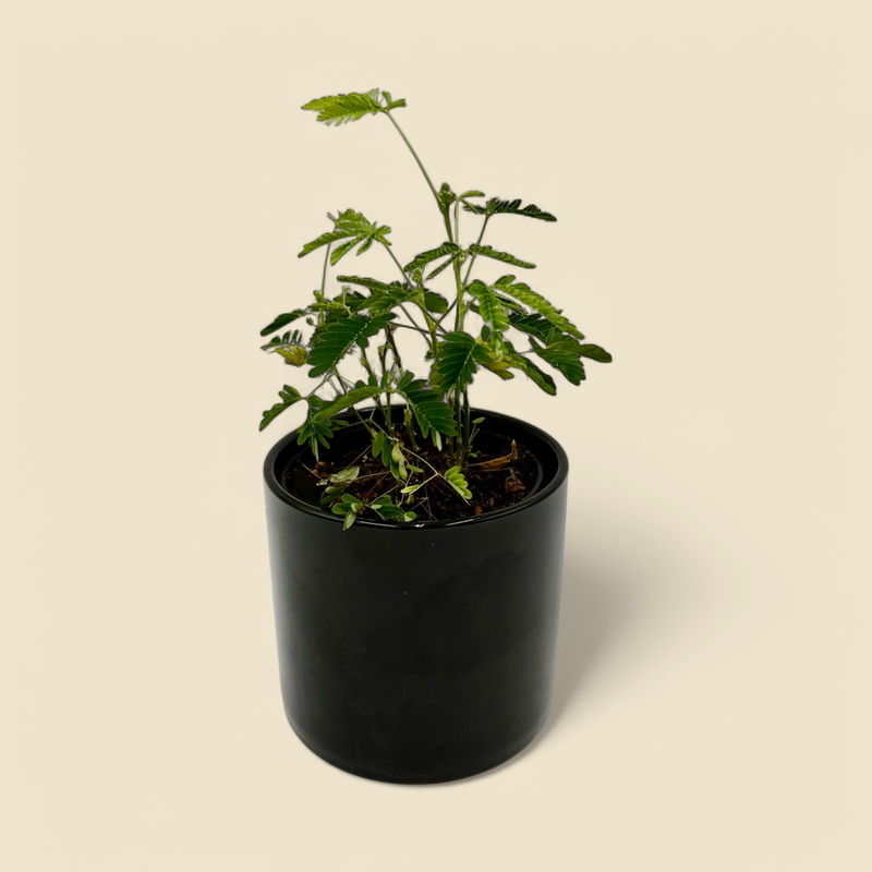 MIMOSA PUDICA (sensitive plant) 4”