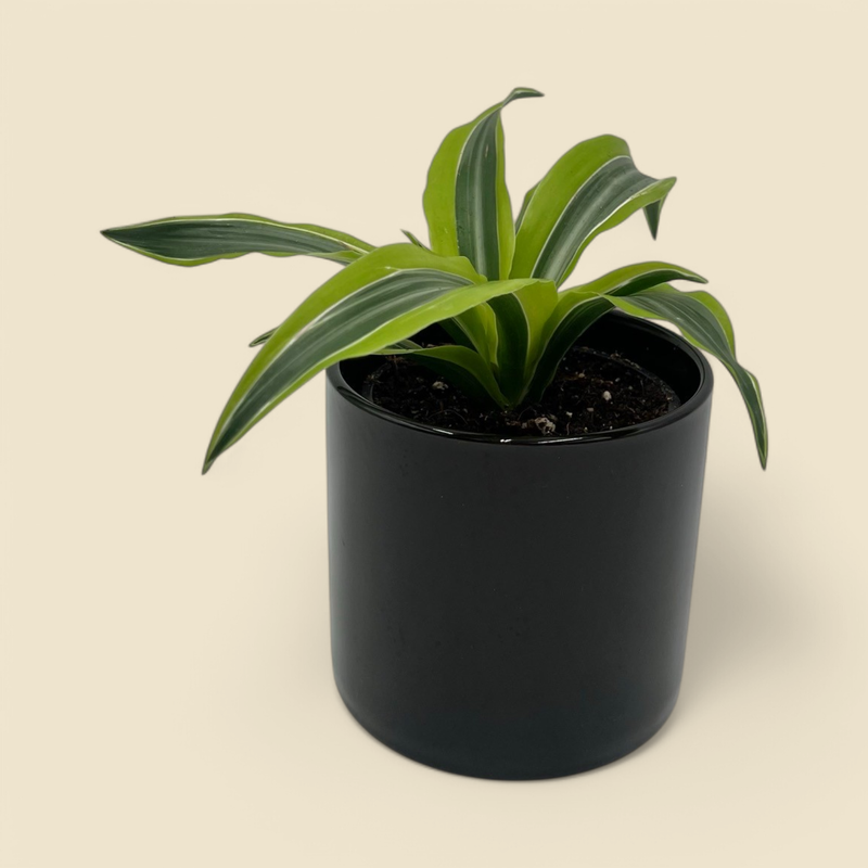 DRACAENA FRAGRANS ‘LEMON SURPRISE’ (Lemon Surprise dracaena) 4”