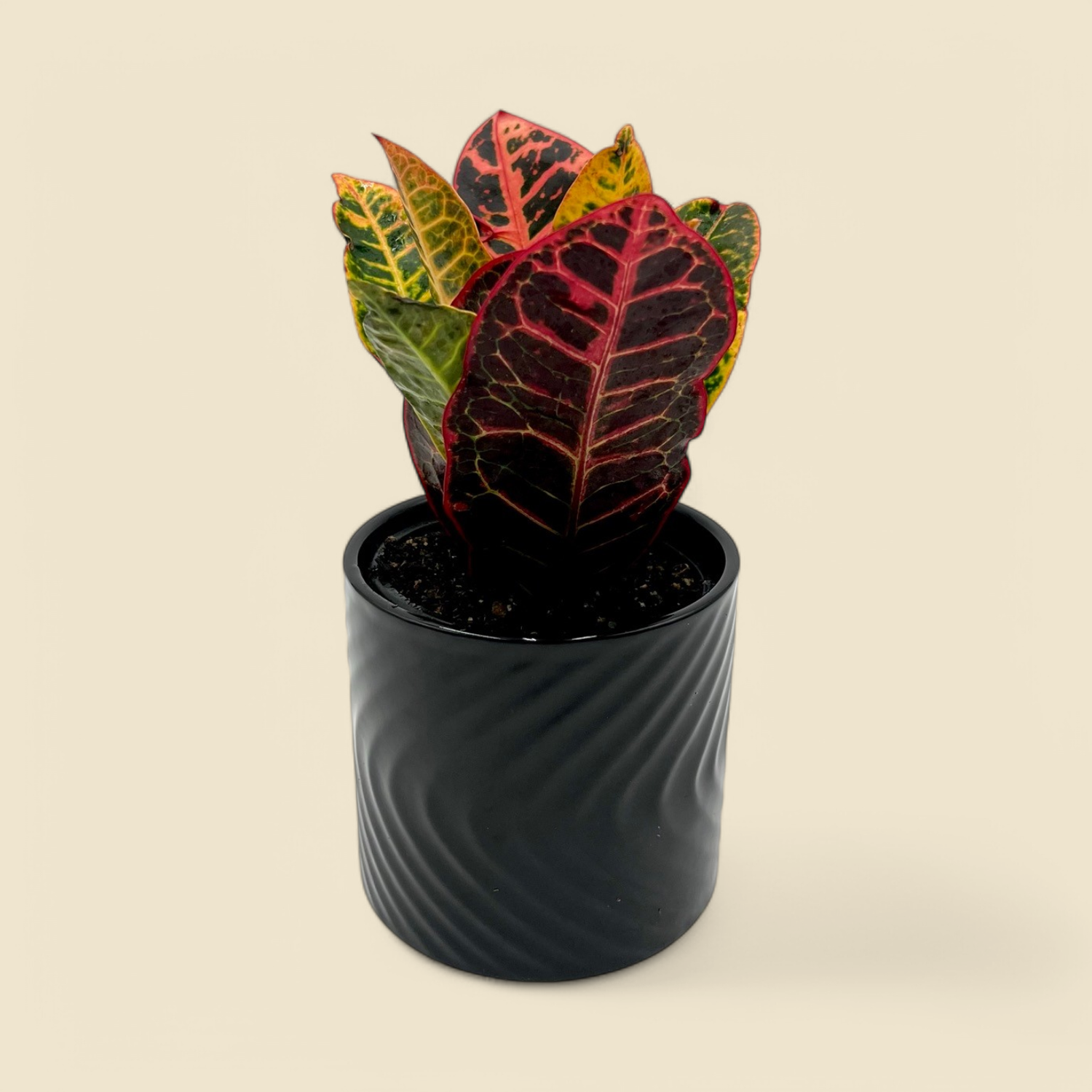 CROTON ‘FANCY’ (Fancy croton) 4” CROTON ‘FANCY’ (Fancy croton) 4”