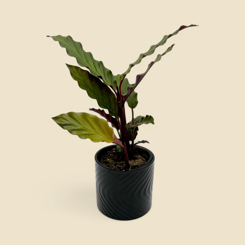 CALATHEA RUFIBARBA (furry feather calathea) 4”