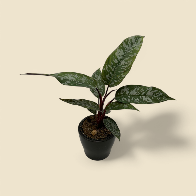 APOBALLIS ACUMINATISSIMA (apoballis) 4”
