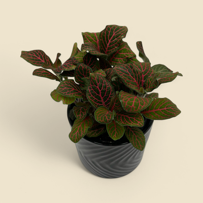 FITTONIA ‘JUANITA RED’ (nerve plant ‘Juanita Red’) 4” 