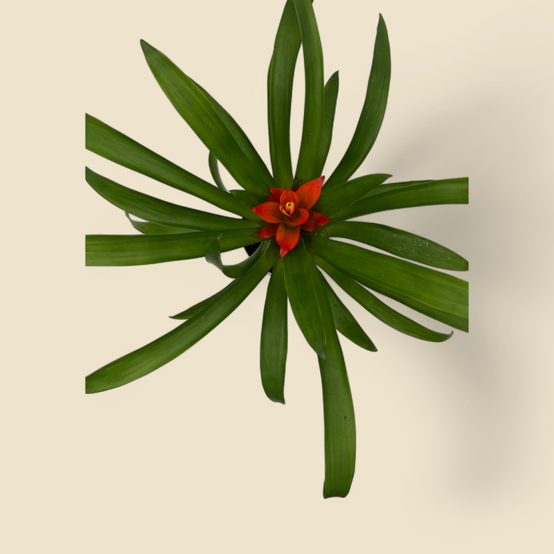 BROMELIAD HYBRID (bromeliad) 4”