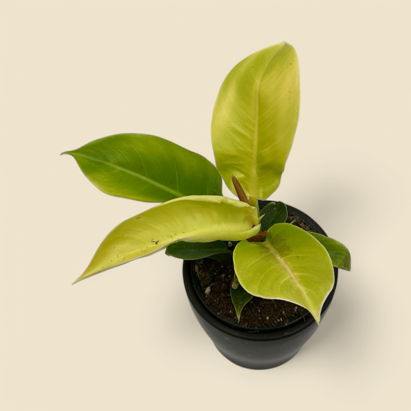 PHILODENDRON ‘IMPERIAL GOLD’ (imperial gold philodendron) 4”
