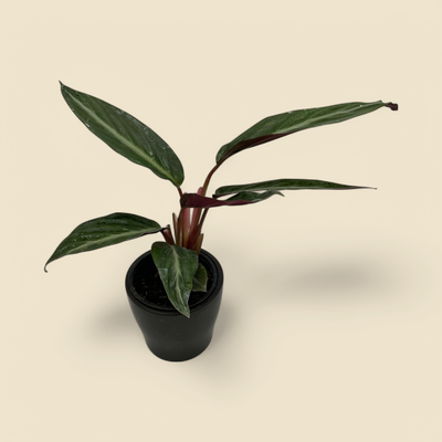 CALATHEA ‘MAGIC STAR’ (Magic Star calathea) 4” 