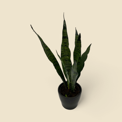 SANSEVIERIA TRIFASCIATA ‘ZEYLANICA’ (zeylanica snake plant) 4”