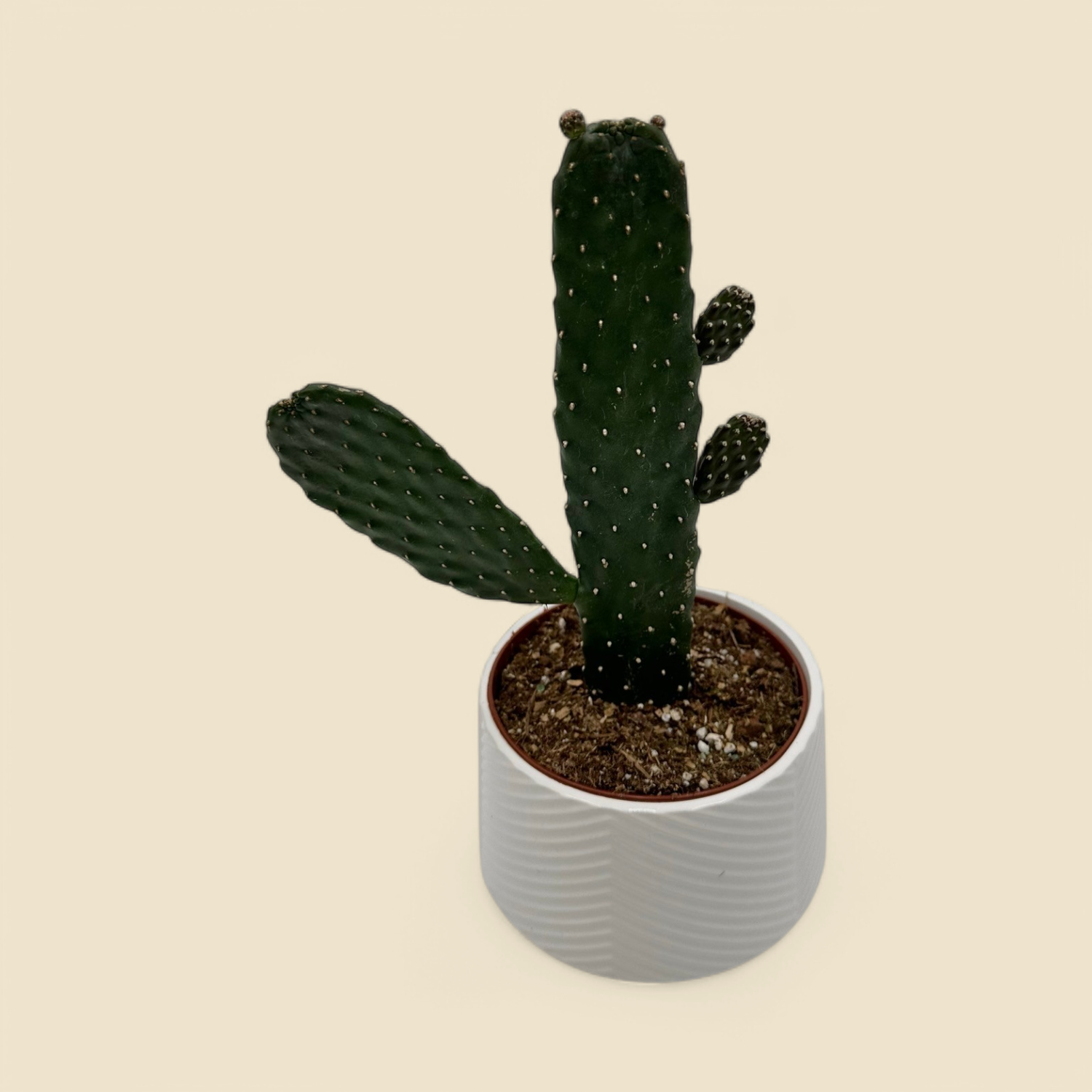 CONSOLEA RUBESCENS (roadkill cactus) 5” 