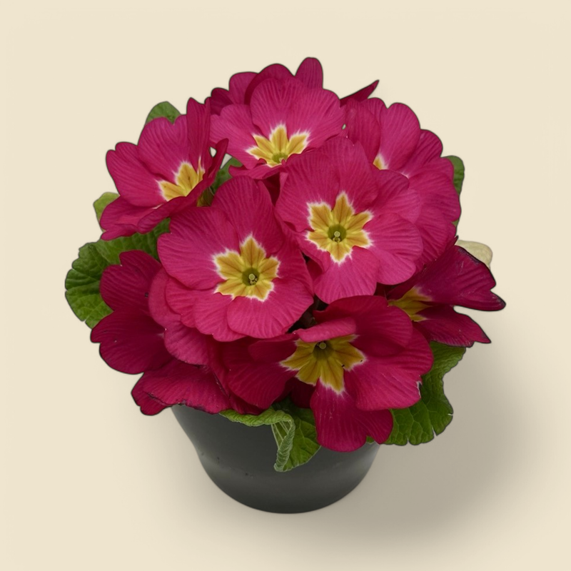PRIMULA SPP. (pink primrose) 4”