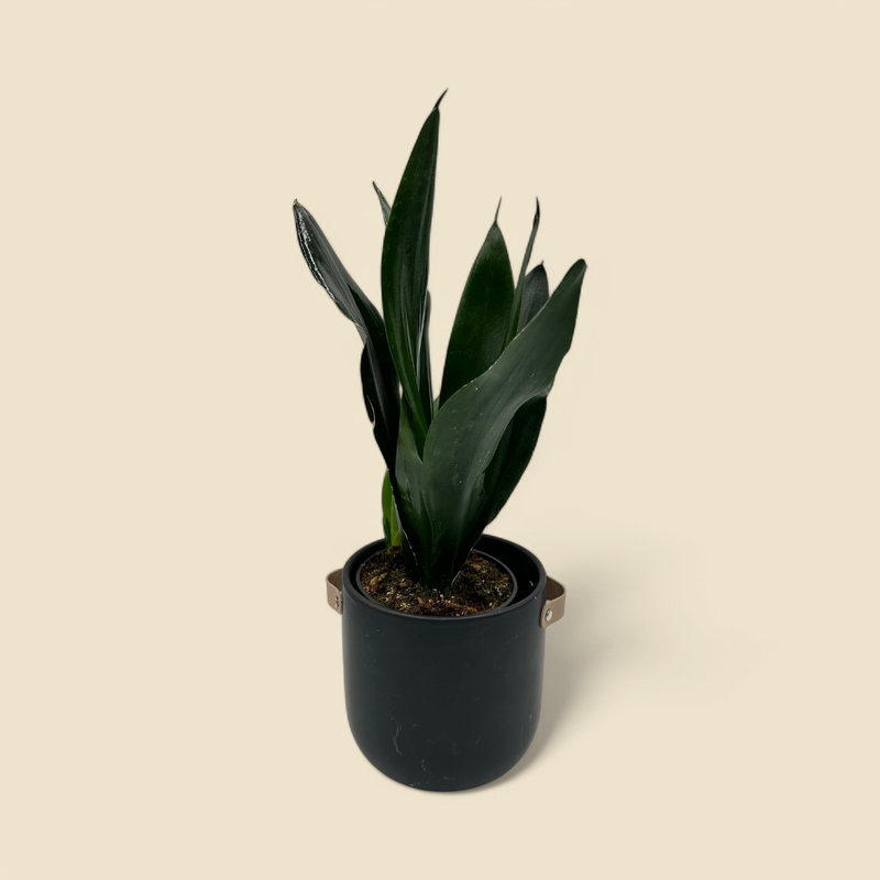 SANSEVIERIA TRIFASCIATA ‘BLACK CORAL’ (black coral snake plant) 6”