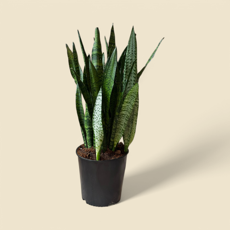 SANSEVIERIA TRIFASCIATA ‘ZEYLANICA’ (zeylanica snake plant) 10” 