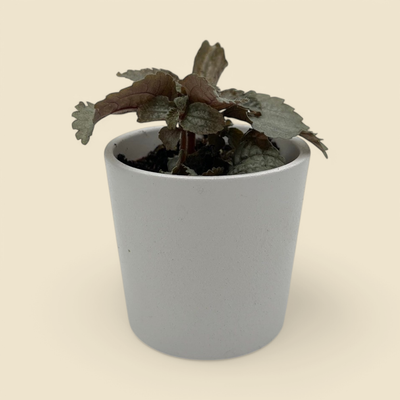 PILEA INVOLUCRATA ‘ELLEN’ (friendship plant