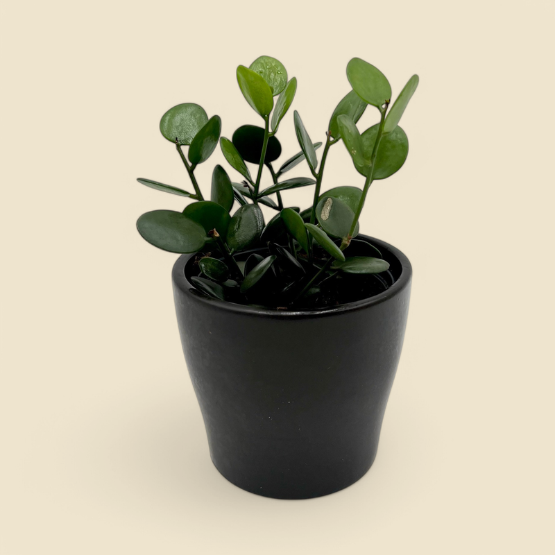 DISCHIDIA NUMMULARIA (string of coins) 4”