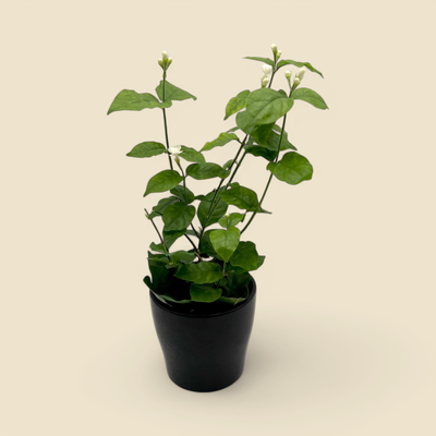 JASMINUM SAMBAC (jasmine white) 4” 