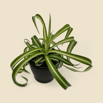 CHLOROPHYTUM COMOSUM ‘BONNIE’ (curly variegated spider plant) 4” 