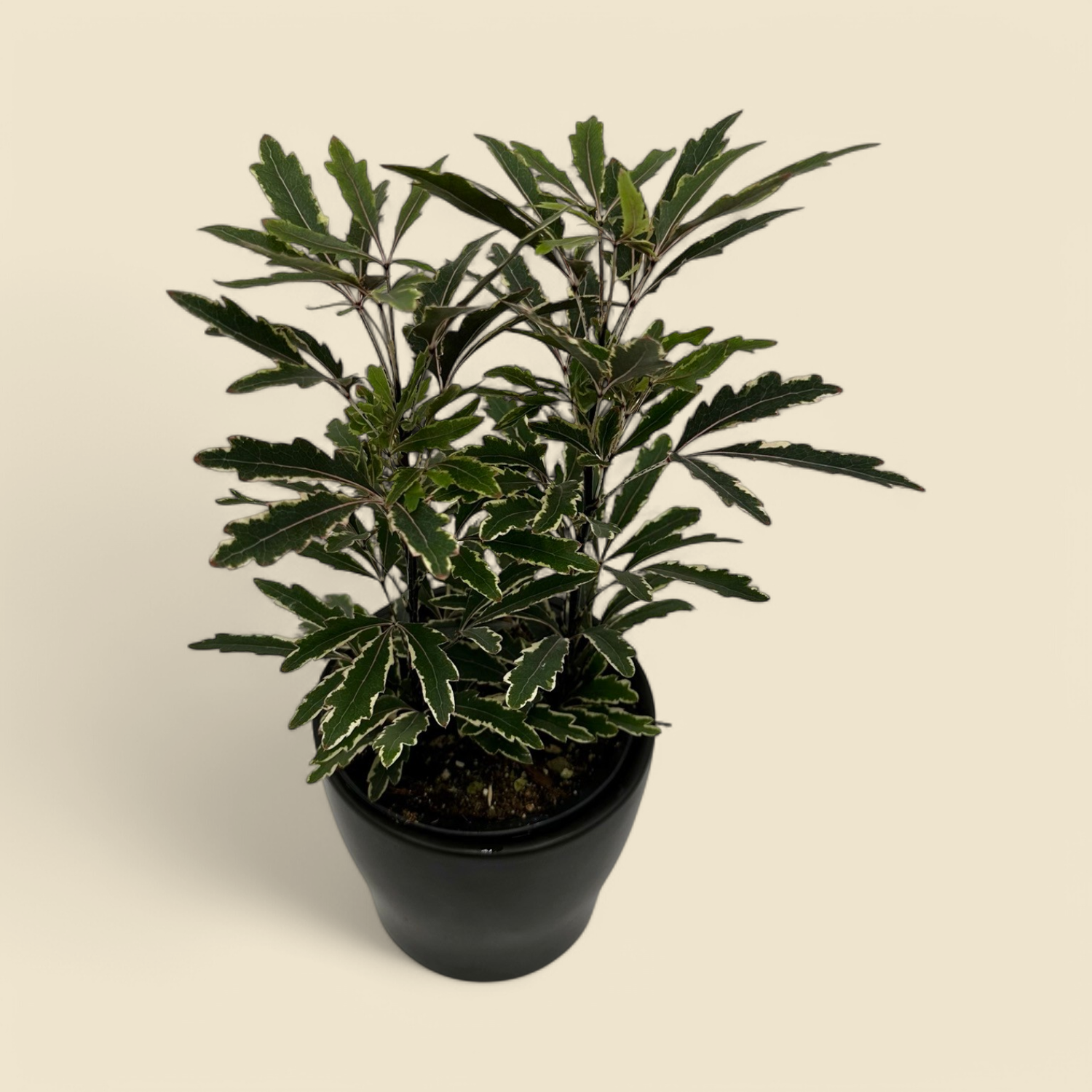 POLYSCIAS SCUTELLARIA ‘VARIEGATA’ (false aralia, variegated) 4”