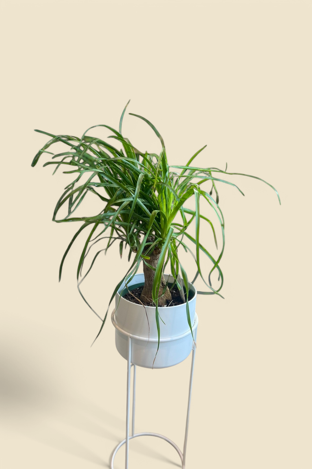 BEAUCARNEA RECURVATA (ponytail palm) 8”