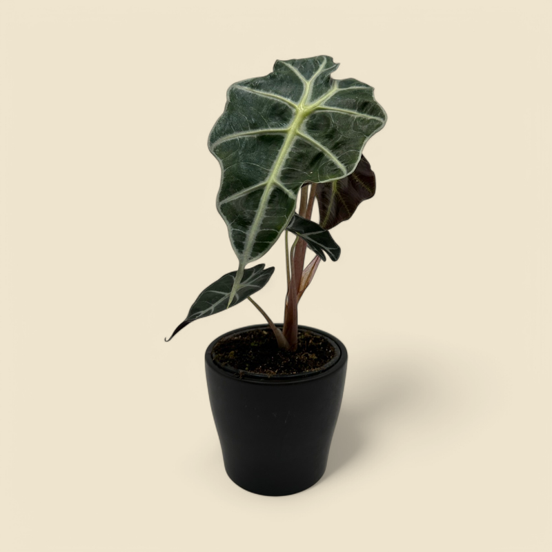 ALOCASIA AMAZONICA (african mask) 4”