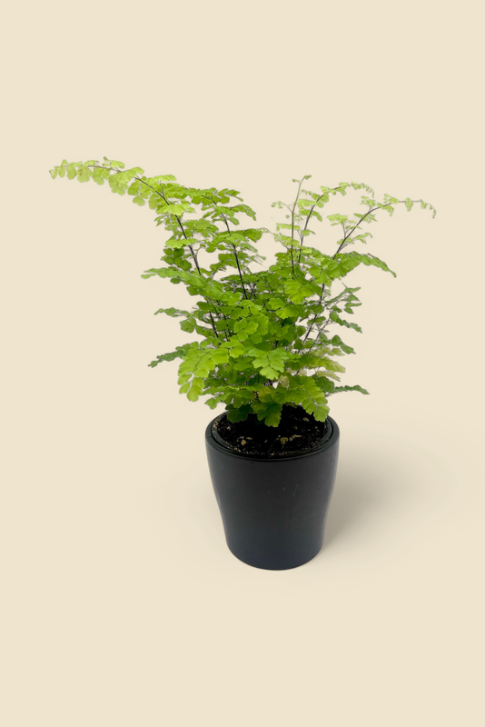 ADIANTUM SPP. (maidenhair fern) 4”