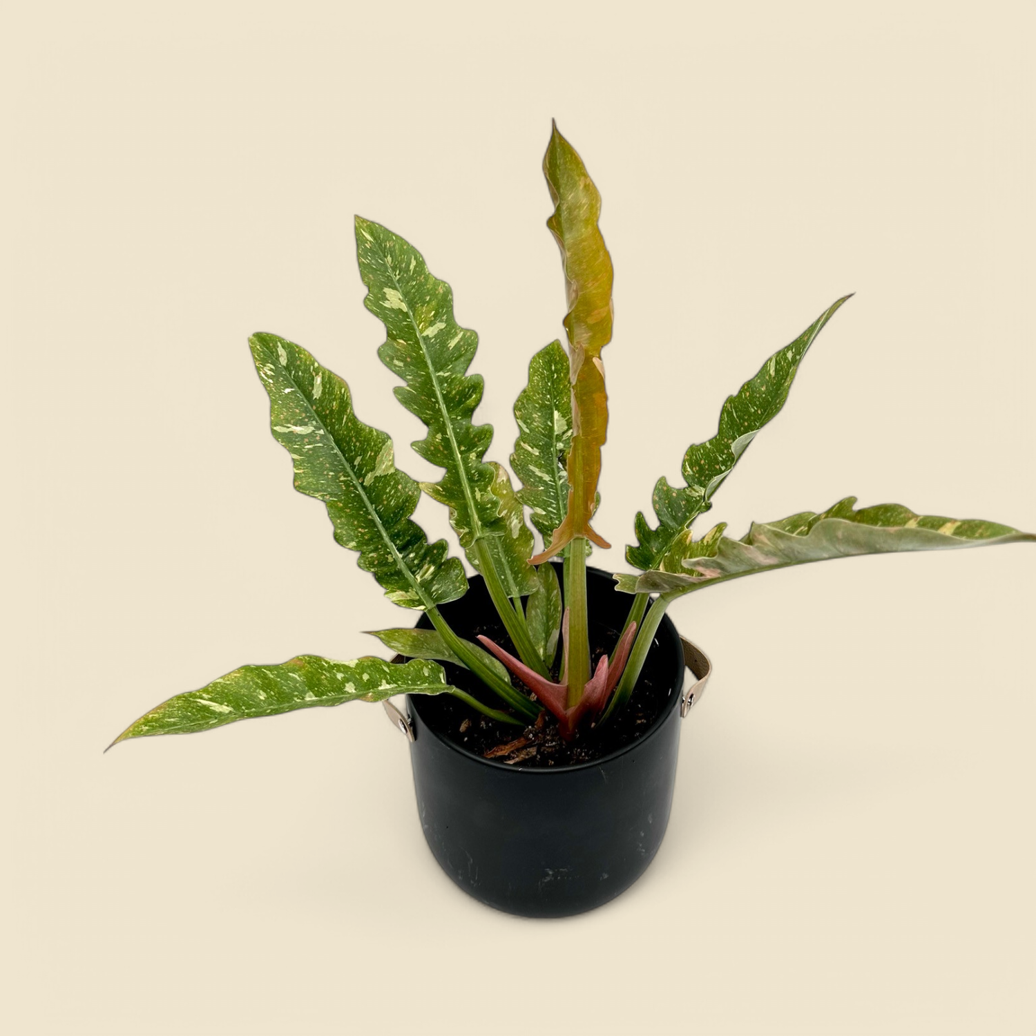 PHILODENDRON ‘RING OF FIRE’ (ring of fire philodendron) 6” PHILODENDRON ‘RING OF FIRE’ (ring of fire philodendron) 6”