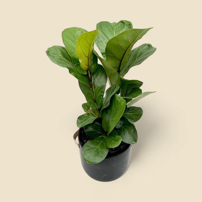 FICUS LYRATA (fiddle-leaf fig) 6”