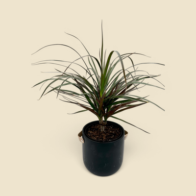 DRACAENA REFLEXA (song of India) 6”