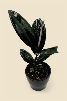 FICUS ELASTICA ‘BURGUNDY’ (burgundy rubber plant) 4”