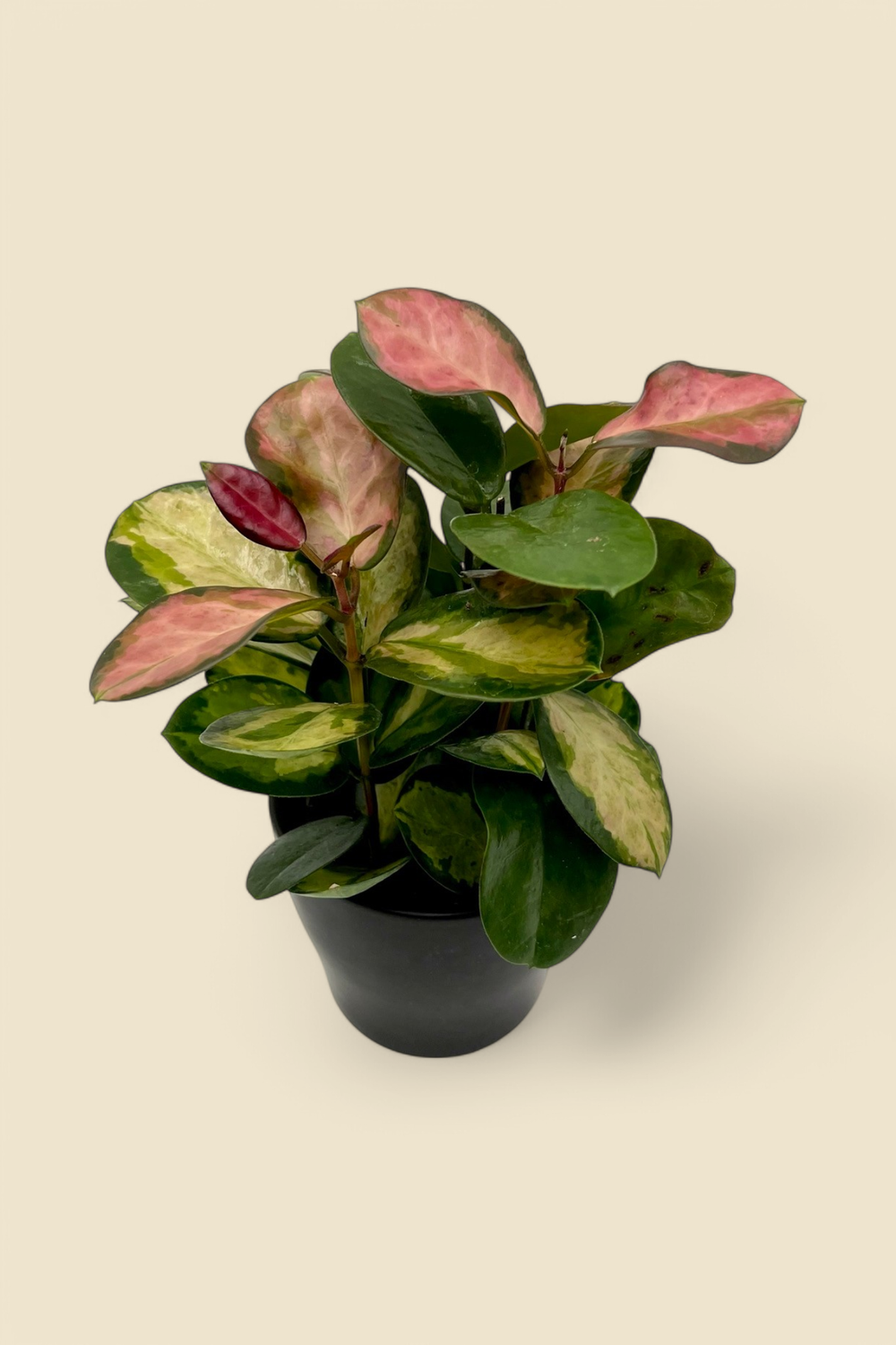 HOYA CARNOSA ‘TRICOLOR’ (wax plant) 4”