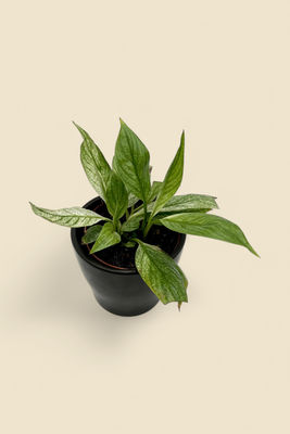 SPATHIPHYLLUM ‘MOJO VARIEGATED’ (variegated peace lily) 4”