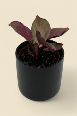 CALATHEA LIETZEL 4"