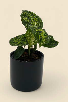DIEFFENBACHIA ‘REFLECTOR’ (dumb cane) 4”