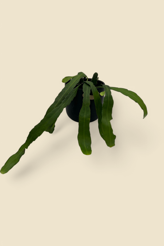 EPIPHYLLUM SPP. (queen of the night cactus) 6”