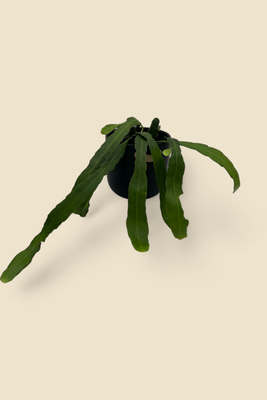 EPIPHYLLUM SPP. (queen of the night cactus) 6”