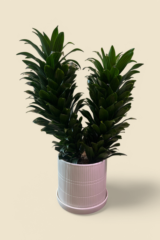 DRACAENA DEREMENSIS ‘JANET CRAIG COMPACTA’ (JC compacta dracaena) 8”