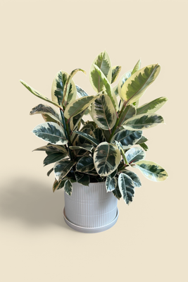 FICUS ELASTICA ‘TINEKE’ (variegated rubber plant) 10”