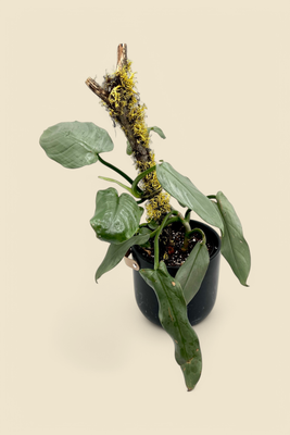 PHILODENDRON GREY (grey philodendron on totem) 6”