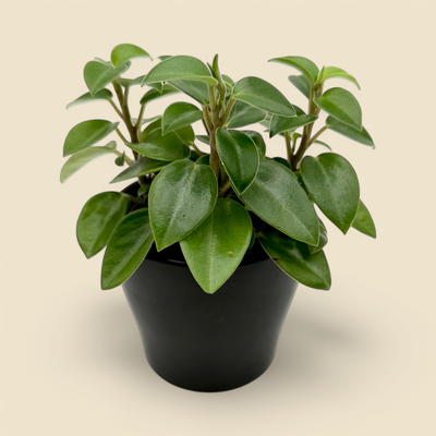 PEPEROMIA ORBA (teardrop peperomia) 4”