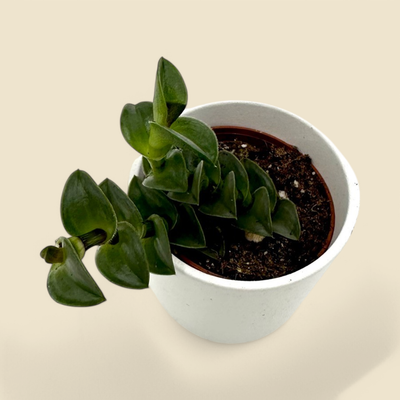 CALLISIA FRAGRANS 'CHAIN PLANT' 2.5"