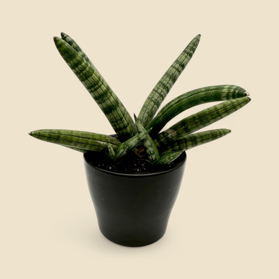 SANSEVIERIA BONCEL (dwarf African spear) 4” 