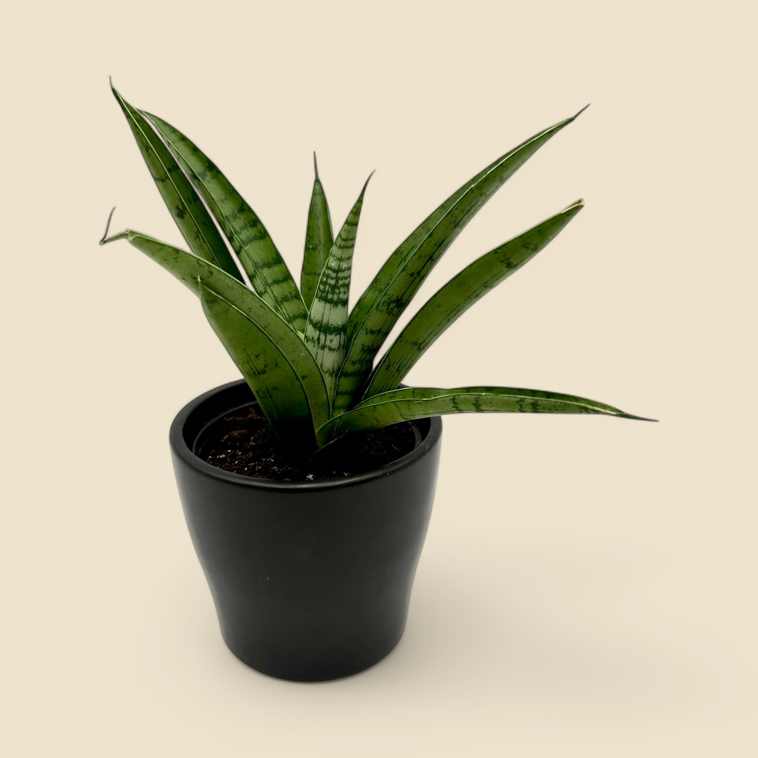 SANSEVIERIA ‘TOUGH LADY’ (Tough Lady snake plant) 4”