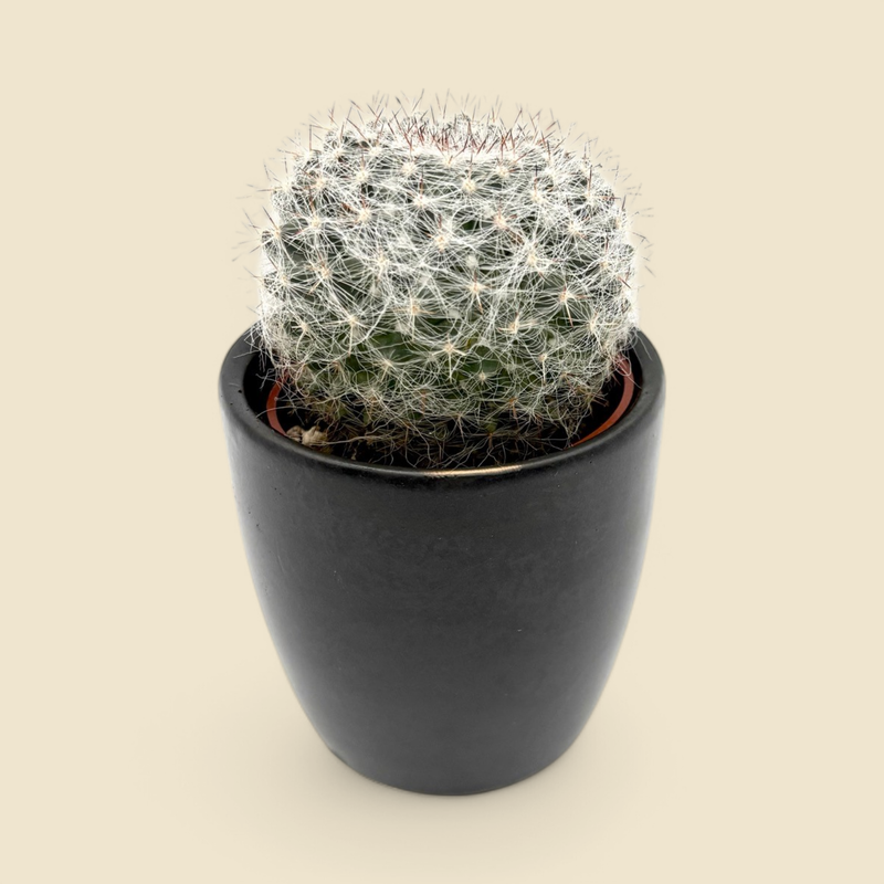 MAMMILLARIA HAHNIANA (old lady cactus) 2.5”