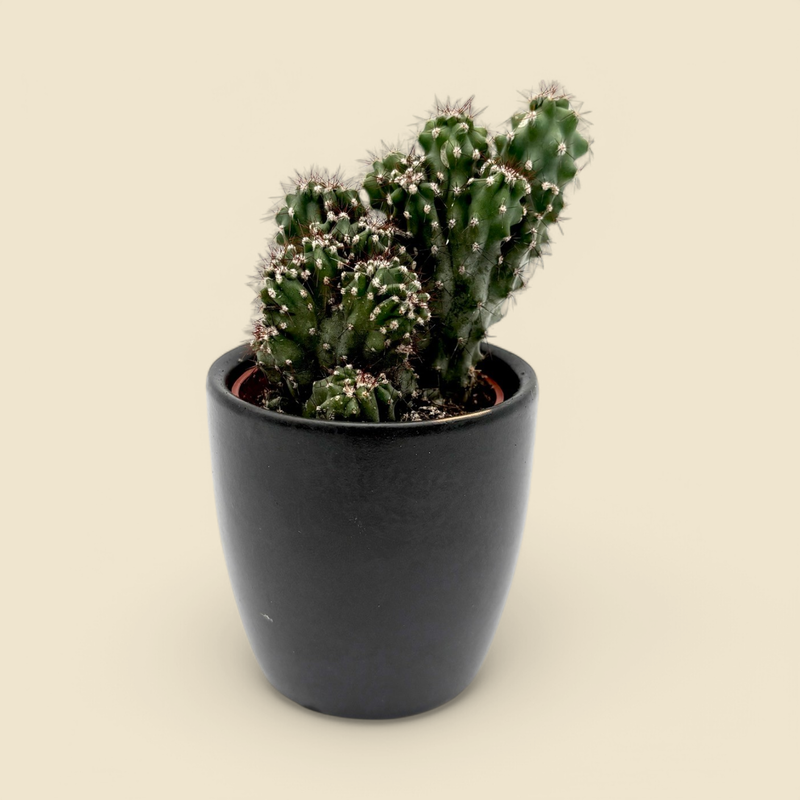 CEREUS FORBESII (apple cactus) 2.5”