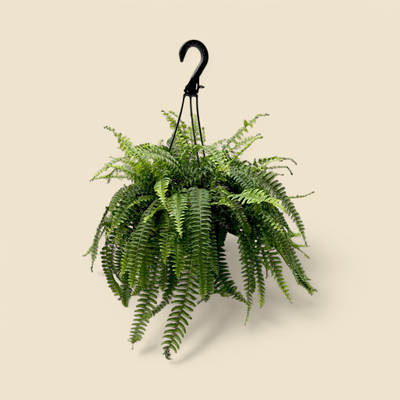 NEPHROLEPIS EXALTATA  (Boston fern) 8” hanging basket