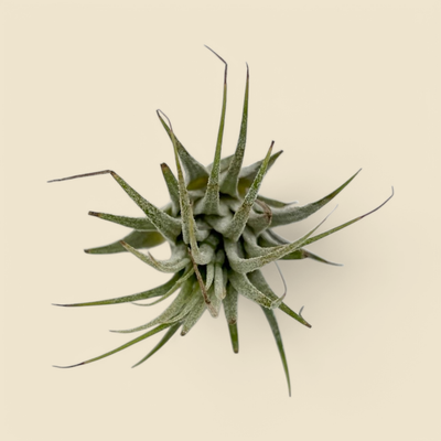TILLANDSIA IONANTHA (sky plant) 5-10 cm